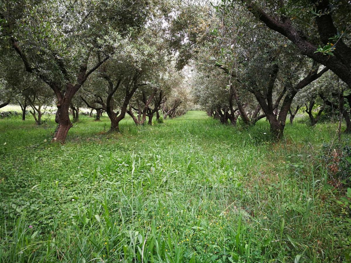 Вілла Ecohouse Oliveglia Шіло Екстер'єр фото